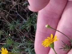 Thymophylla tenuiloba