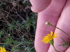 Thymophylla tenuiloba