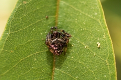 Verrucosa meridionalis