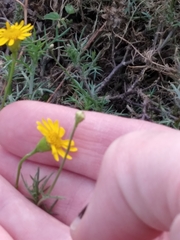 Thymophylla tenuiloba