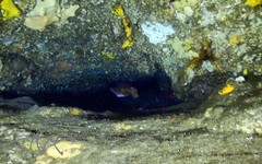 Hypoplectrodes annulatus