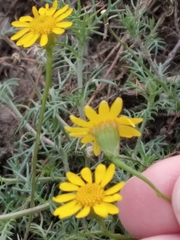 Thymophylla tenuiloba