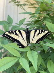 Papilio rutulus