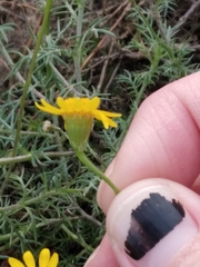 Thymophylla tenuiloba