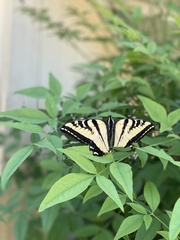 Papilio rutulus