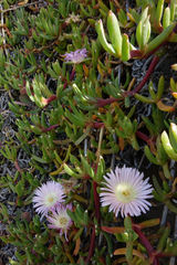 Disphyma australe australe