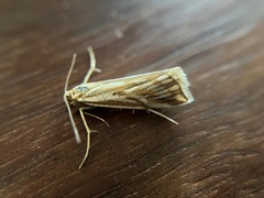 Hednota pleniferellus