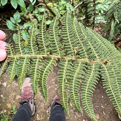 Polystichum speciosissimum