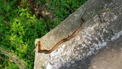 Hebius vibakari