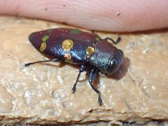 Chrysobothris chrysoela