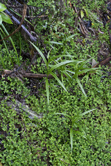 Pterostylis banksii