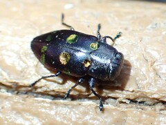 Chrysobothris chrysoela