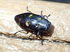 Chrysobothris chrysoela