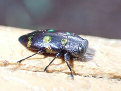 Chrysobothris chrysoela