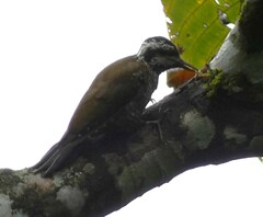 Chloropicus xantholophus