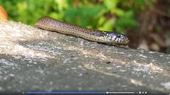Hebius vibakari