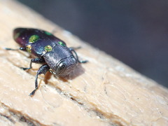 Chrysobothris chrysoela