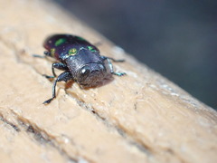 Chrysobothris chrysoela