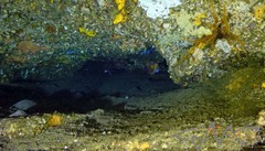 Sepia mestus