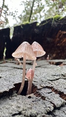 Mycena bulliformis