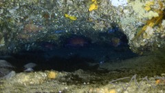 Sepia mestus
