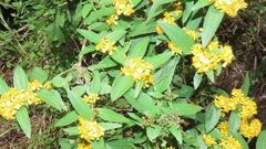 Calea urticifolia