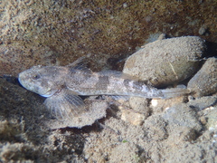 Cottus sabaudicus