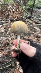 Coprinellus bipellis
