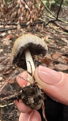 Coprinellus bipellis