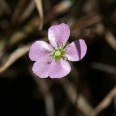 Drosera pulchella