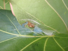 Eriophora ravilla
