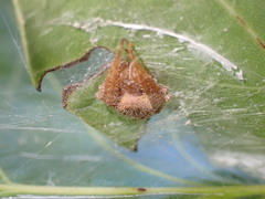 Eriophora ravilla