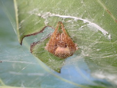 Eriophora ravilla