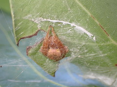 Eriophora ravilla