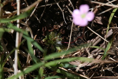 Drosera pulchella