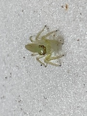 Mopsus
