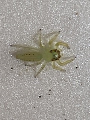 Mopsus