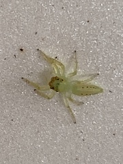 Mopsus