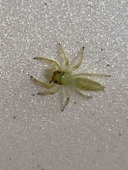 Mopsus