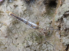 Sympetrum pallipes