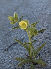 Emmenanthe penduliflora penduliflora