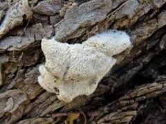 Schizophyllum commune