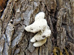 Schizophyllum commune