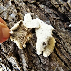 Schizophyllum commune