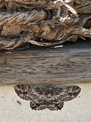 Scioglyptis lyciaria