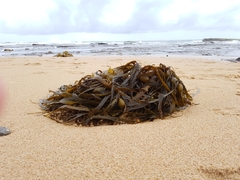 Phyllospora comosa
