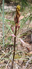 Dipodium