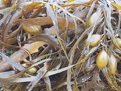 Phyllospora comosa