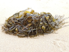 Phyllospora comosa