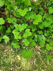 Pelargonium tomentosum